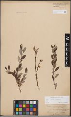 Foto von Salix aurita L. x Salix repens L.